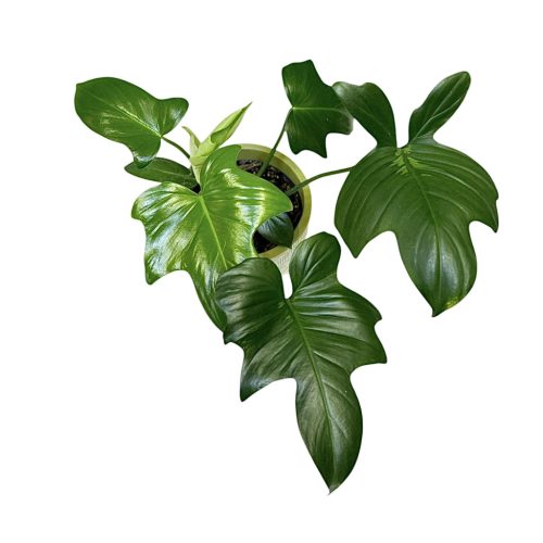 Philodendron pedatum (Inplanted)