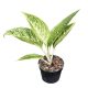 Aglaonema 'Polar Springtime' (Inplanted)