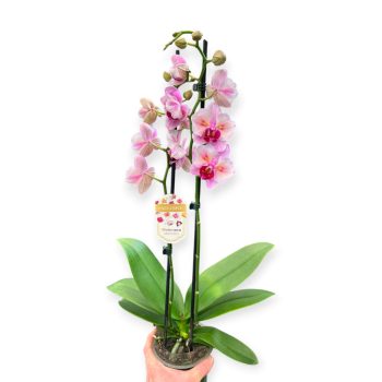 Phaalenopsis 'Sakura' >peloric<