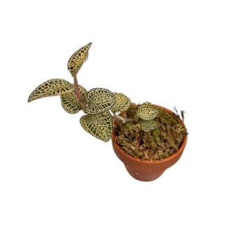 Anoectochilus roxburghii ‘Gold Bar’