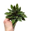 Peperomia caperata 'Rosso' mini