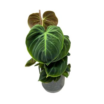 Philodendron rubrijuvenile 'El Choco Red'