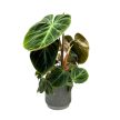 Philodendron rubrijuvenile 'El Choco Red'