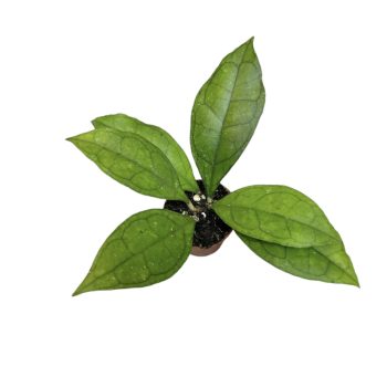 Hoya finlaysonii 'Sarawak'