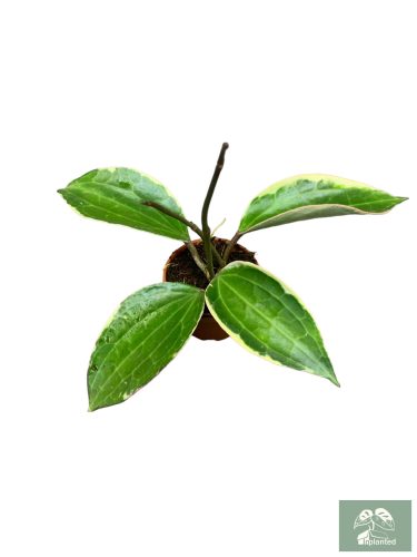 Hoya latifolia 'Variegata'