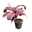 Cordyline fruticosa 'Strawberry Queen'