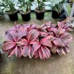 Cordyline fruticosa 'Strawberry Queen'