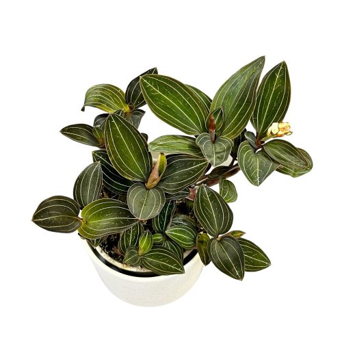 Ludisia discolor - Ékszerorchidea