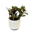 Ludisia discolor - Ékszerorchidea