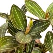 Ludisia discolor - Ékszerorchidea