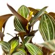 Ludisia discolor - Ékszerorchidea