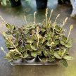Ludisia discolor - Ékszerorchidea