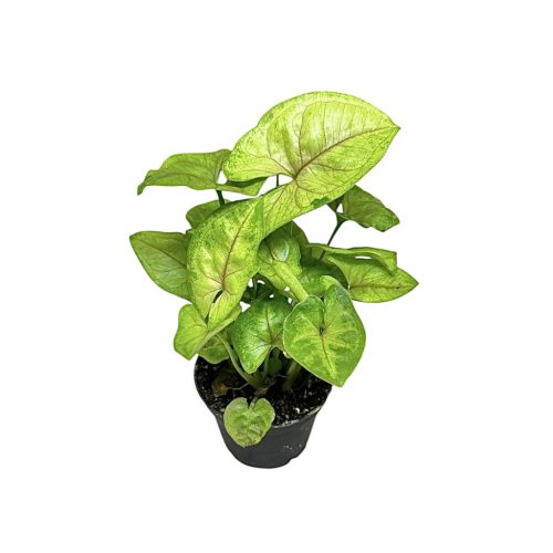 Syngonium podophyllum 'Mango Allusion'