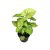 Syngonium podophyllum 'Mango Allusion'