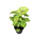 Syngonium podophyllum 'Mango Allusion'