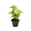 Syngonium podophyllum 'Mango Allusion'