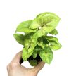 Syngonium podophyllum 'Mango Allusion'