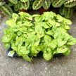 Syngonium podophyllum 'Mango Allusion'