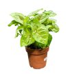 Syngonium podophyllum 'Mango Allusion'