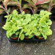Syngonium podophyllum 'Mango Allusion'