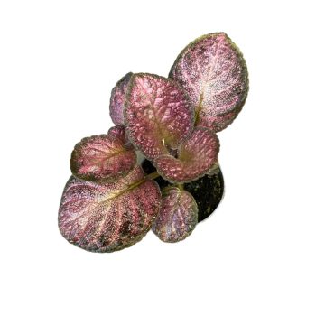 Episcia 'Malayan Gem' mini
