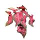 Caladium hortulanum 'Scarlet Flame'