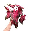 Caladium hortulanum 'Scarlet Flame'