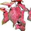 Caladium hortulanum 'Scarlet Flame'