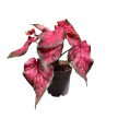 Caladium hortulanum 'Scarlet Flame'