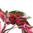 Caladium hortulanum 'Scarlet Flame'