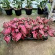 Caladium hortulanum 'Scarlet Flame'