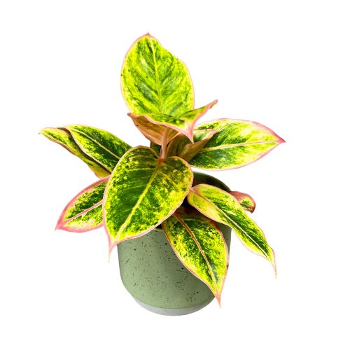 Aglaonema 'Salmon Fantasy '