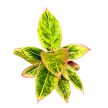Aglaonema 'Salmon Fantasy'