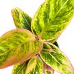 Aglaonema 'Salmon Fantasy'