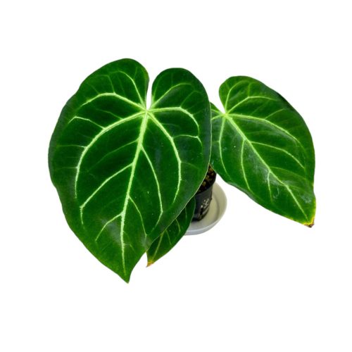 Anthurium magnificum (Hydroplanted)