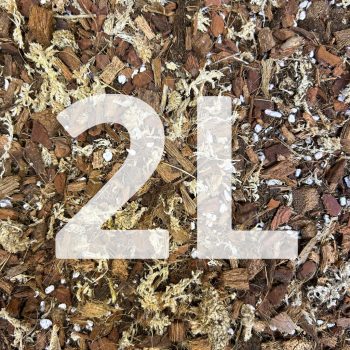   Inplanted mix 2L - Jewel orchids and smaller orchids with pseudobulb