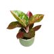 Aglaonema 'Dark Star'