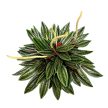 Peperomia caperata 'Rosso'
