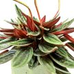Peperomia caperata 'Rosso'