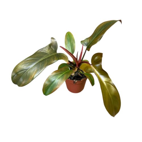 Philodendron 'Florida Bronze'