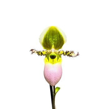 Paphiopedilum 'Pinocchio'