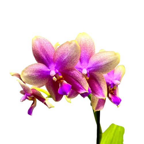 Phalaenopsis 'Liodoro' (virágzóképes)