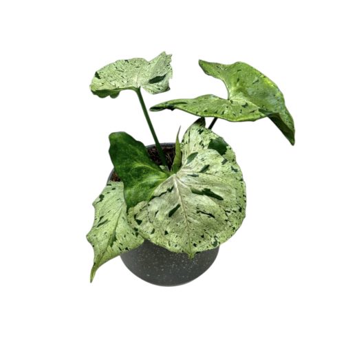 Syngonium podophyllum 'Green Splash'