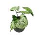 Syngonium podophyllum 'Green Splash'