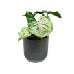 Syngonium podophyllum 'Green Splash'