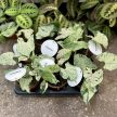 Syngonium podophyllum 'Green Splash'