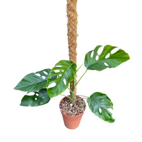 Monstera dubia [adult] (Inplanted)