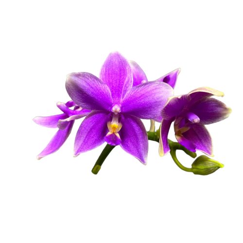 Phalaenopsis 'Aromio Cherry Blossom' ILLATOS