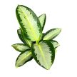 Aglaonema 'Silver Blue'