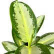 Aglaonema 'Silver Blue'